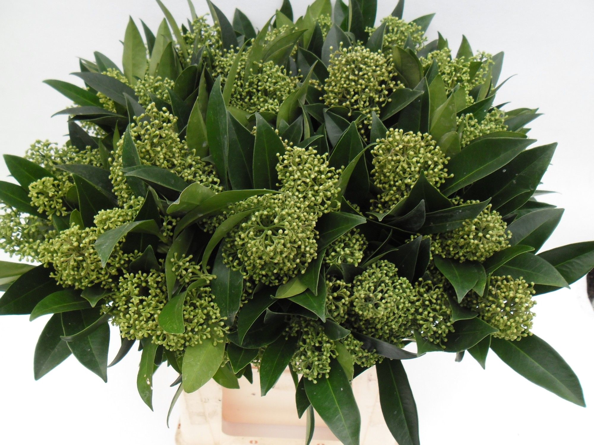 Skimmia Confusa Kew Green 45cm
