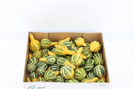 Cucurbita Pear Bicolor