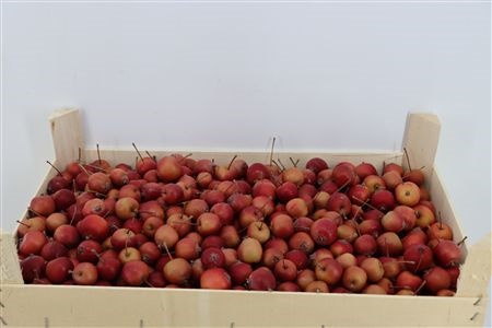 Malus Per Tray