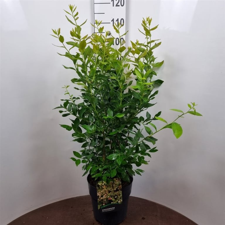 Picture of Vaccinium cor. Goldtraube 71 P29 (10 Ltr) (LOOSE)