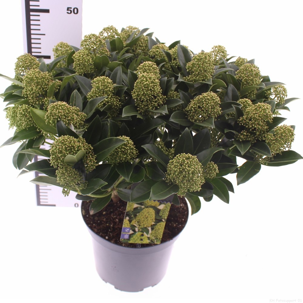 Picture of Skimmia jap. 'White Globe'