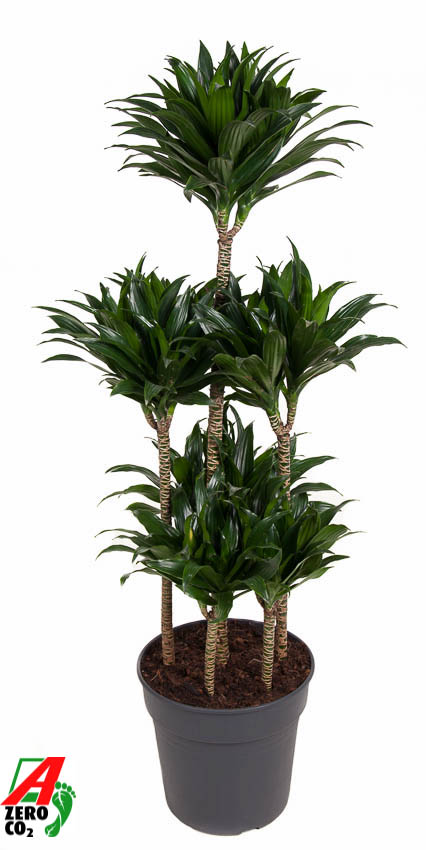 Picture of Dracaena compacta 90-carrousel P31 130CM (LOOSE)