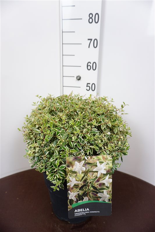 Picture of Abelia grandifl. Confetti P29 (10 Ltr)