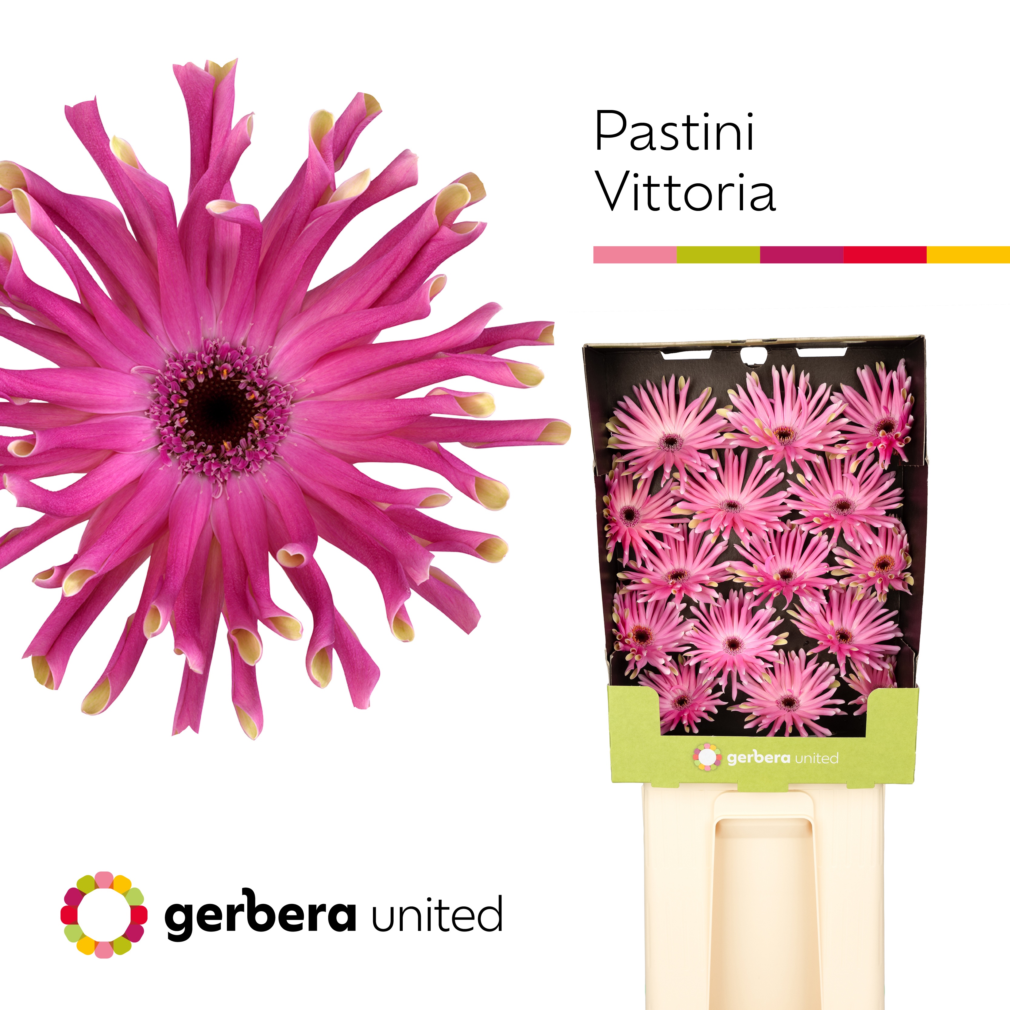 Ge Kv Pastini Vittor