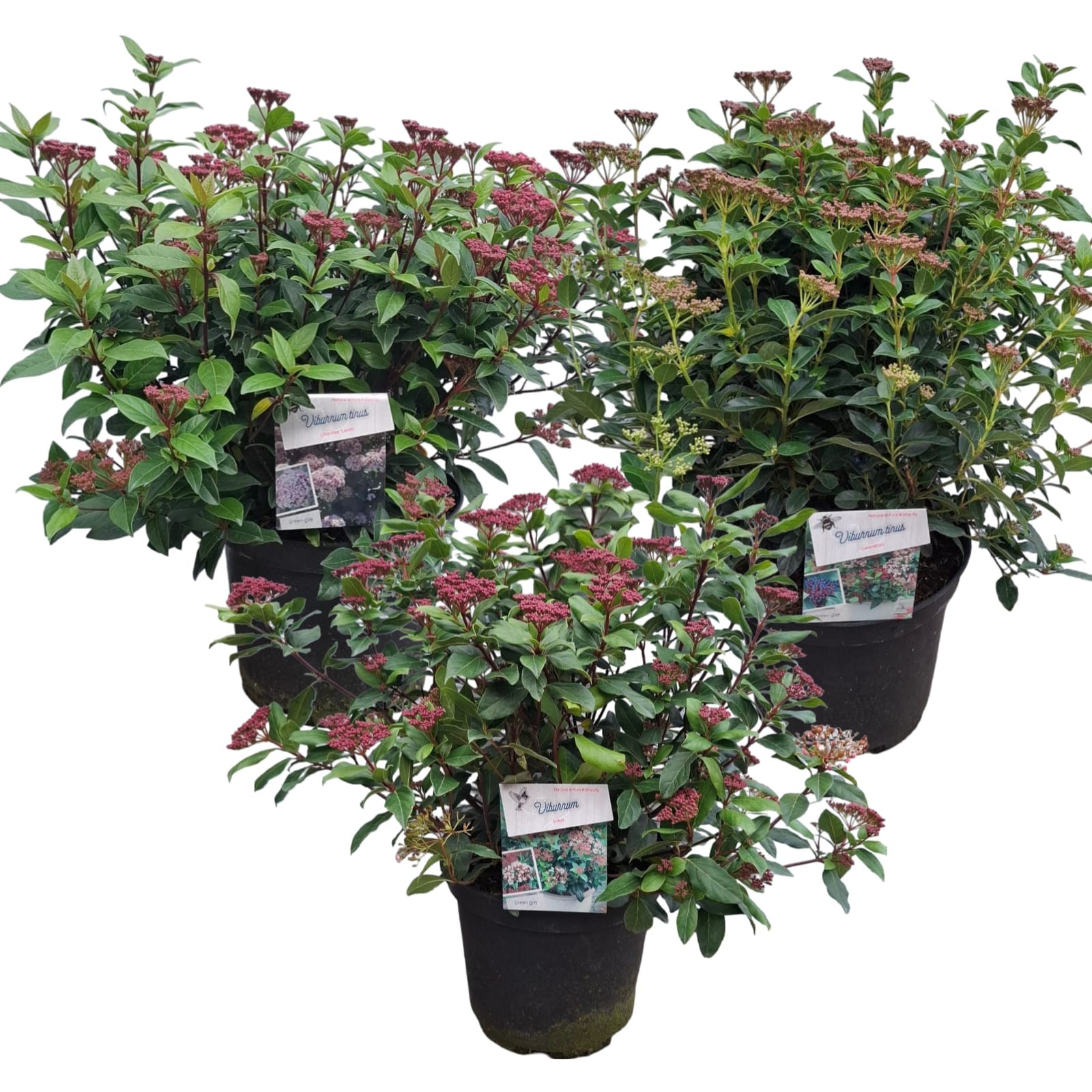 Picture of Viburnum tinus Mix