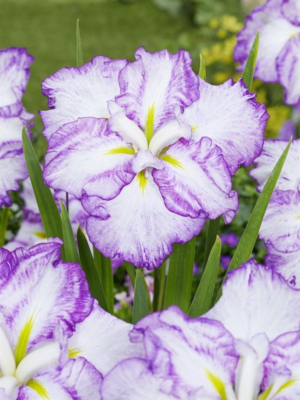 Iris ensata Dinner Plate Tiramisu ('Tiramisu')
