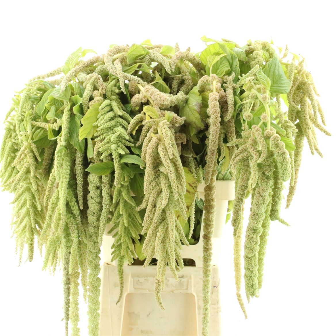 Amaranthus Riham 60cm