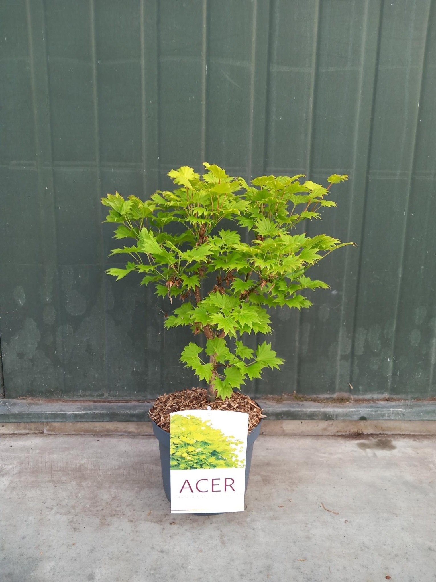 Picture of Acer Shir. Aureum