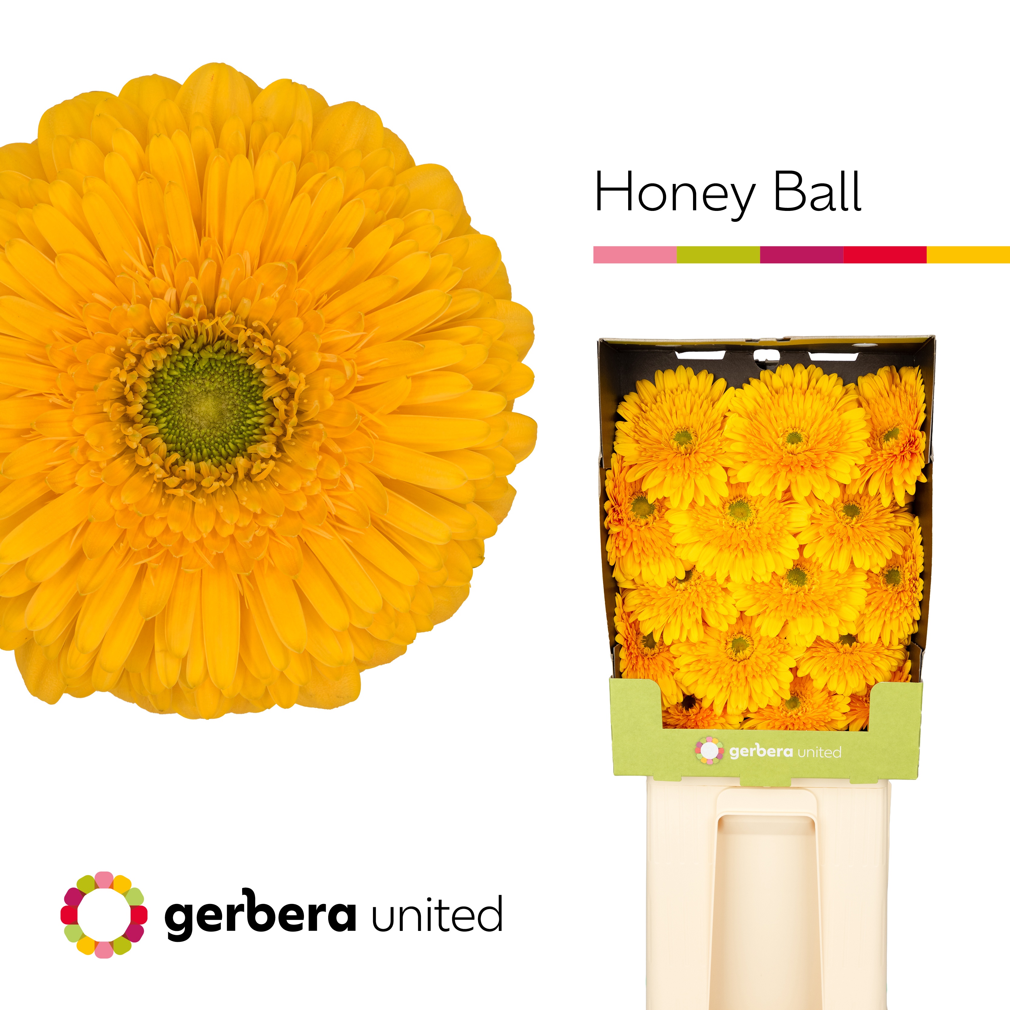 Ge Gb Honey Ball