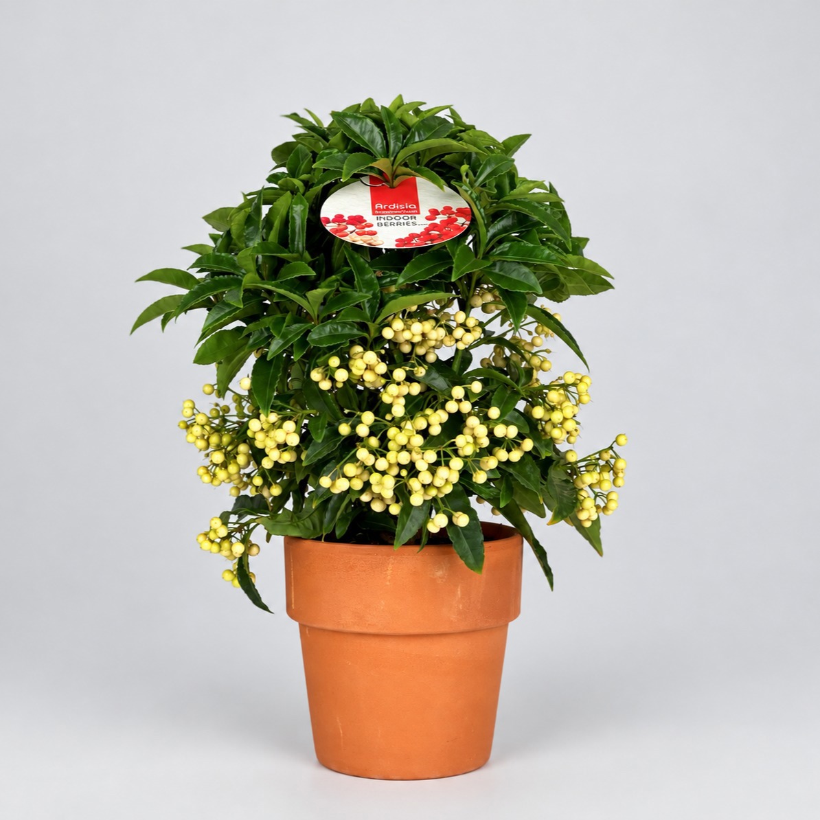 Ardisia crenata Bospremium Wit met stenen Terracotta pot