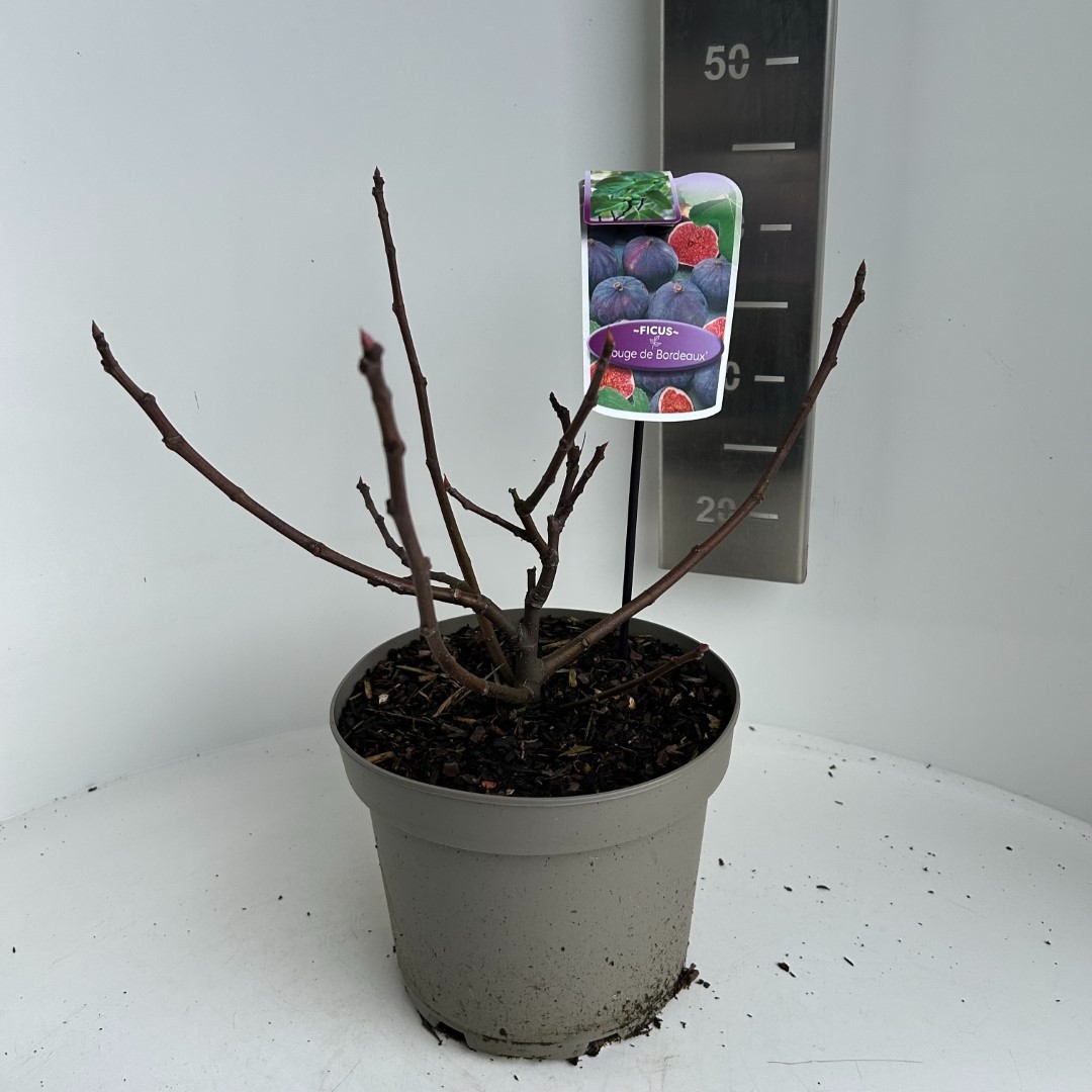 Picture of Ficus carica Rouge de Bordeaux P23 (5 Ltr) (LOOSE)