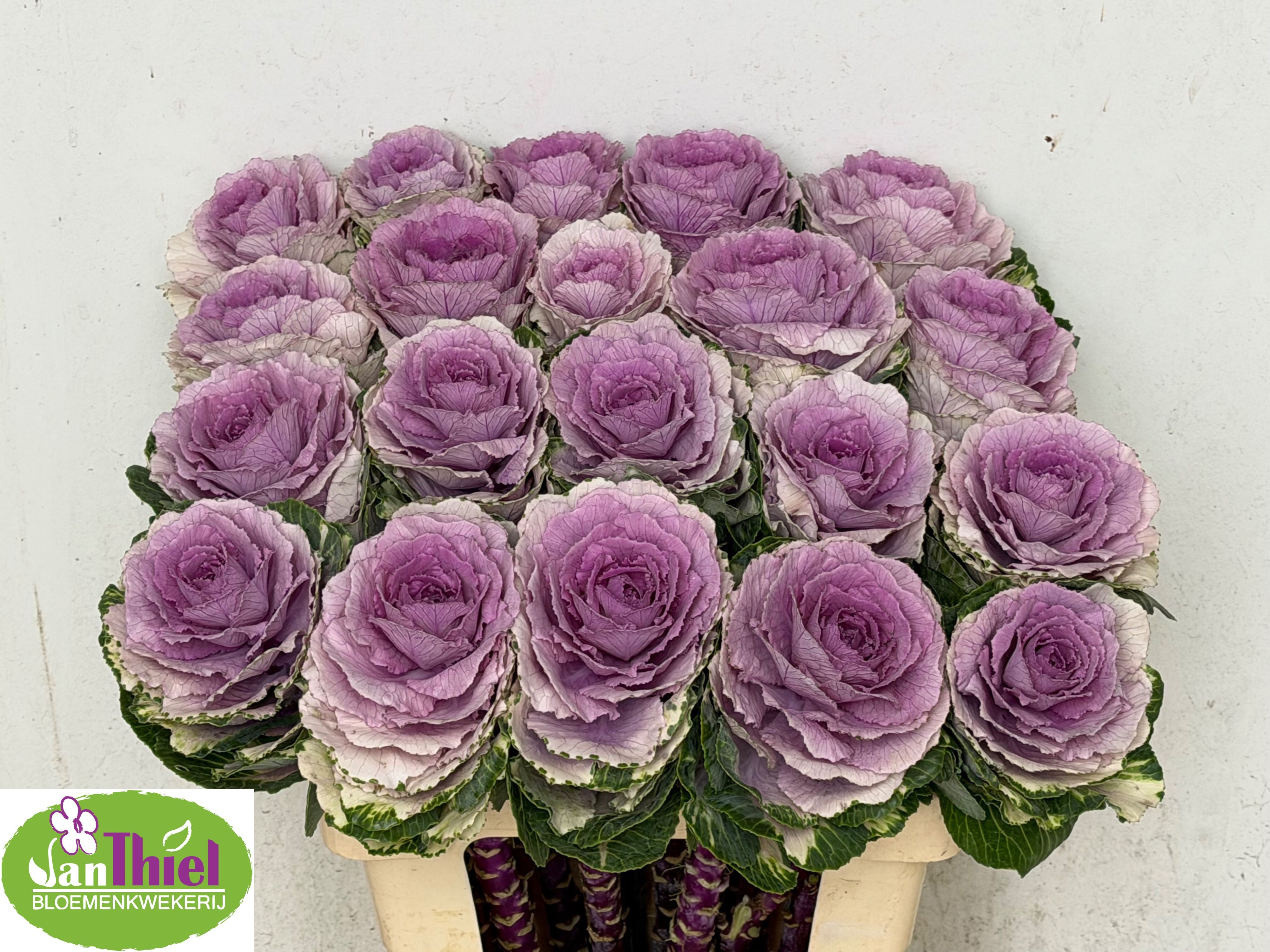 Brassica Pink Crane 60cm
