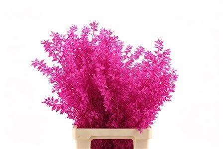 Dried/preserved Flowers Misc 70cm 18gram