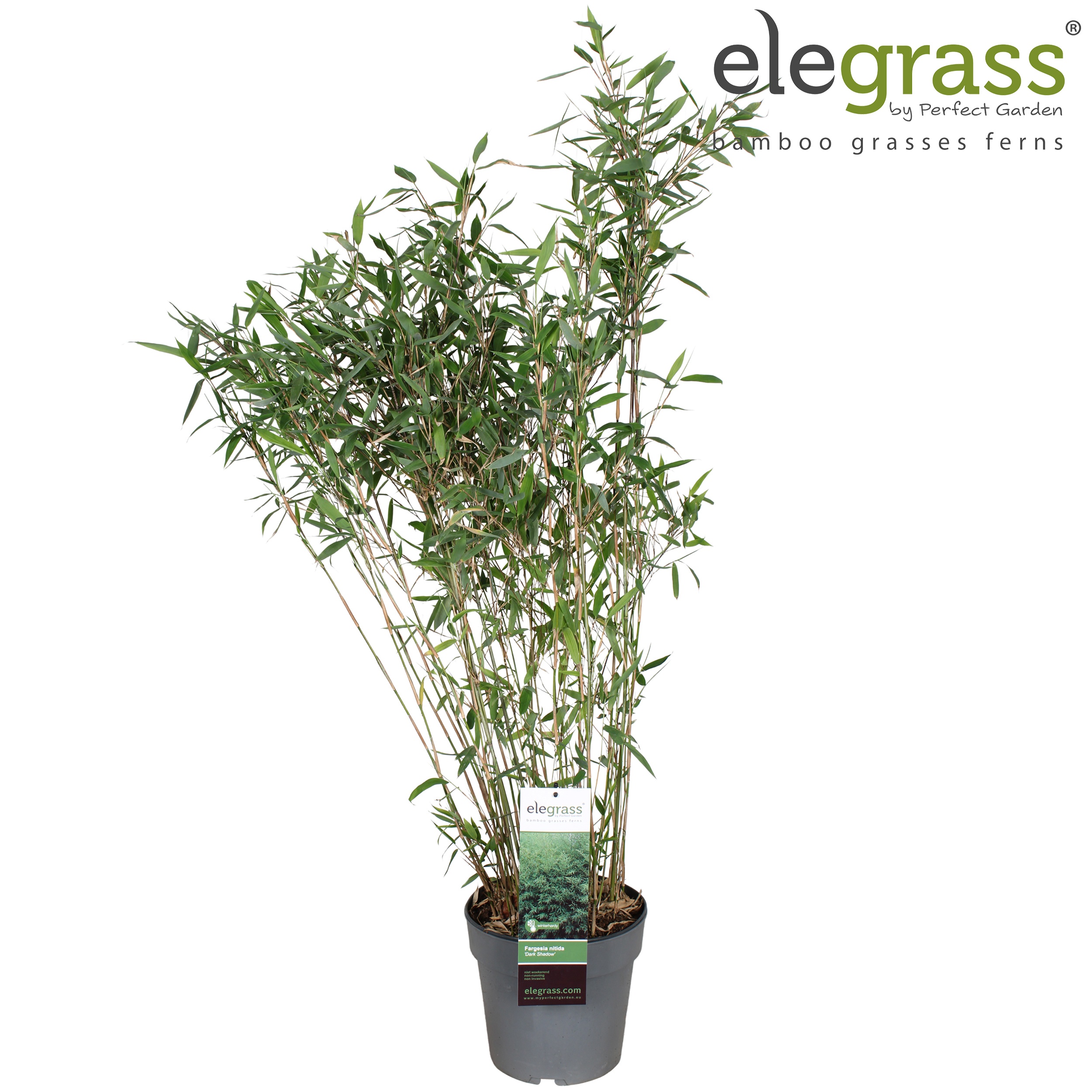 Fargesia nitida 'Dark Shadow'