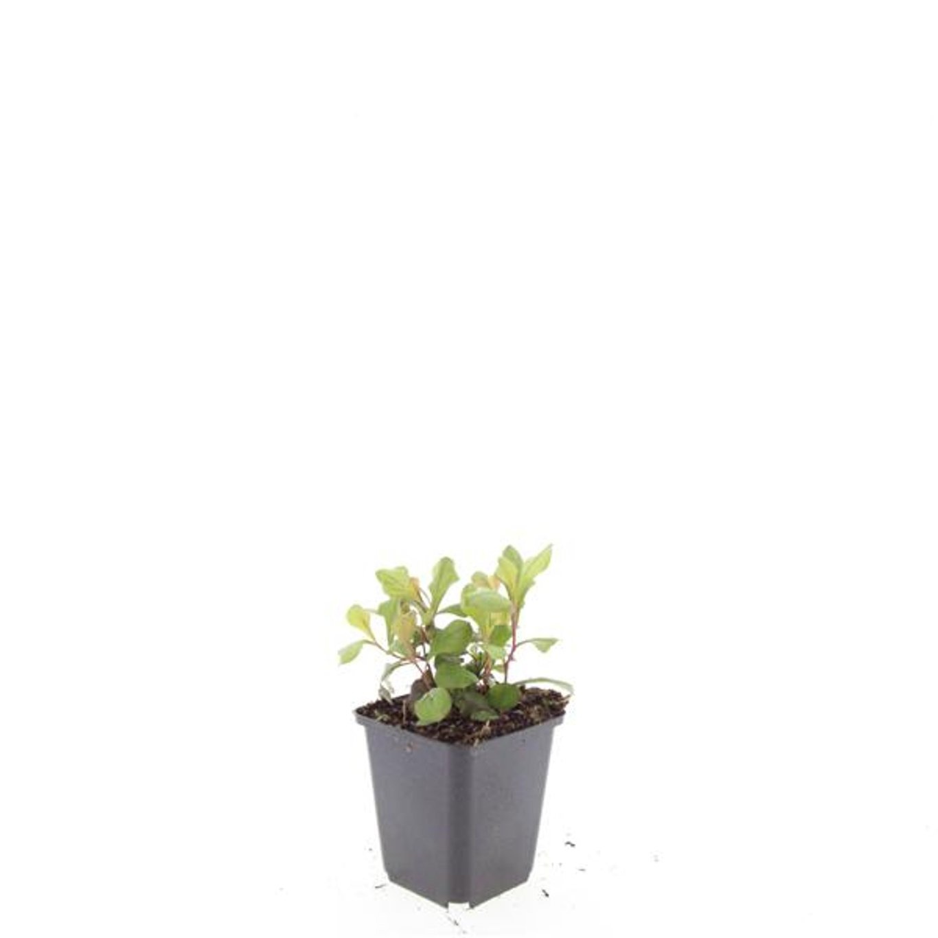 Ceratostigma plumbaginoides