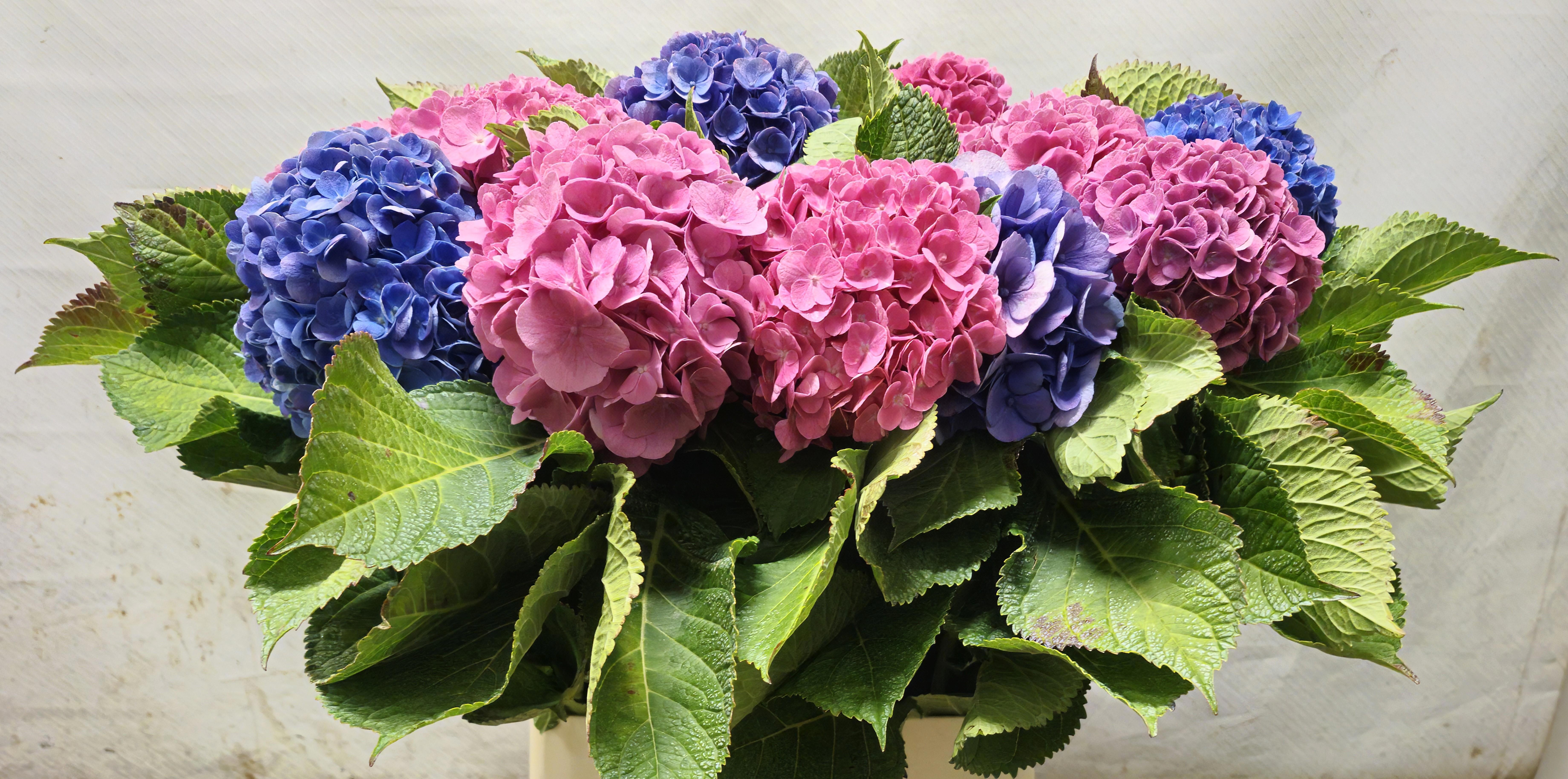 Hydrangea Mixed 90cm 15Ø