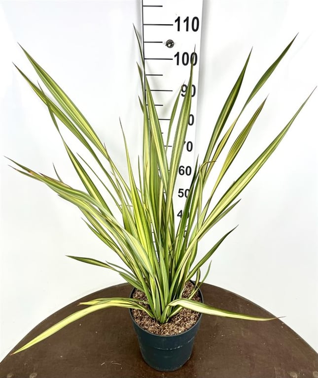 Picture of Phormium Apricot Queen P29 (10 Ltr)