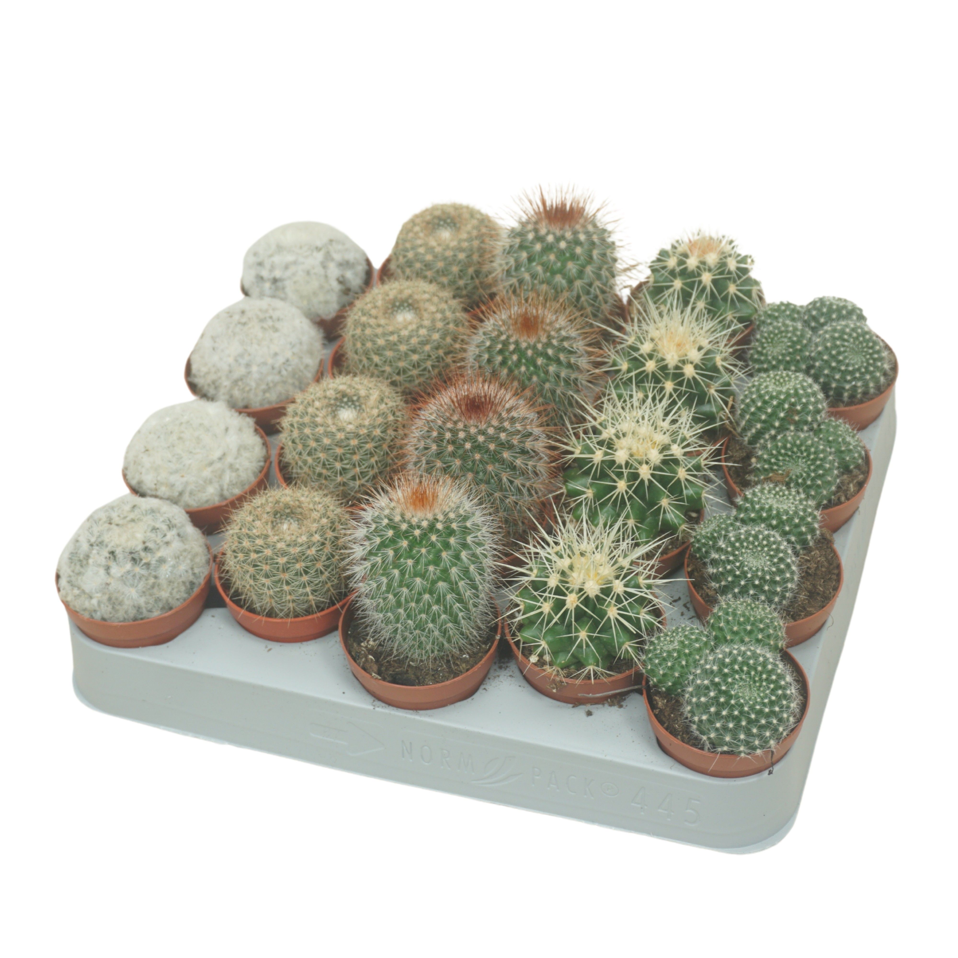 Cactus gemengd Spherical Mix | OZ Planten