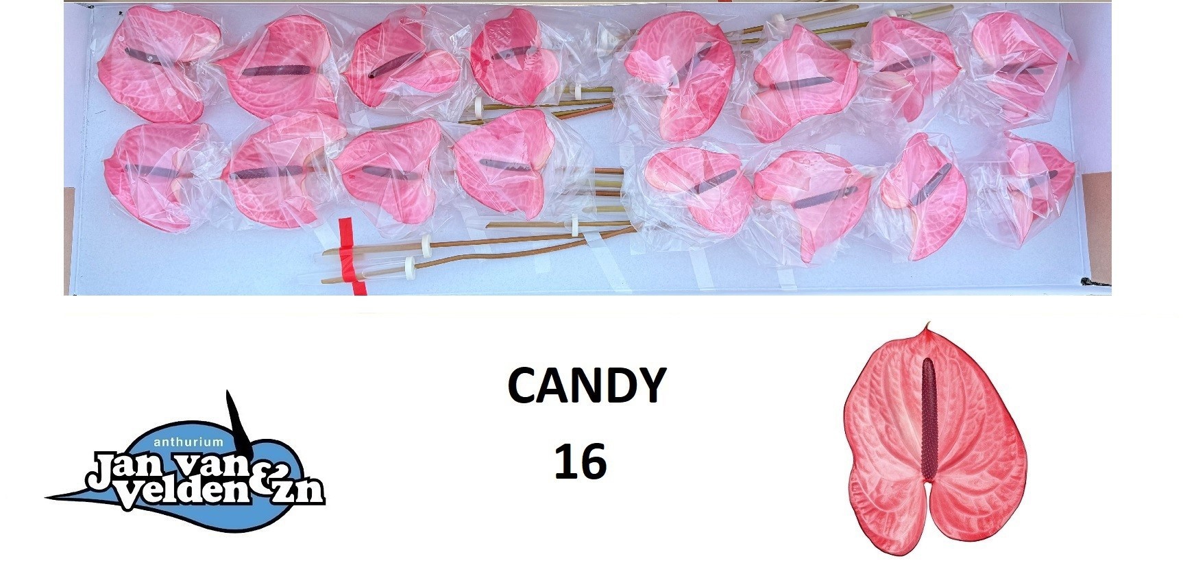 Anth A Candy