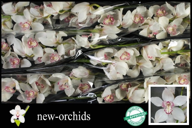 Cymbidium Mrs Sugar Lee 12/15bl