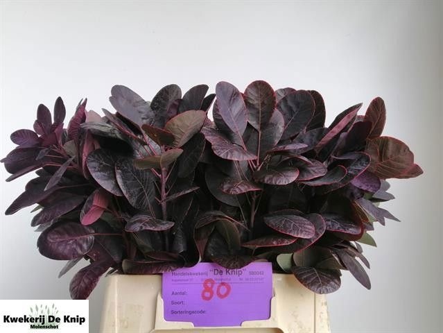 Cotinus Royal Purple 40cm