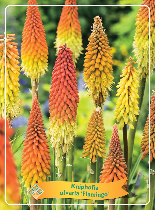 Picture of Kniphofia Mix 6x10 srt. per shelve P11