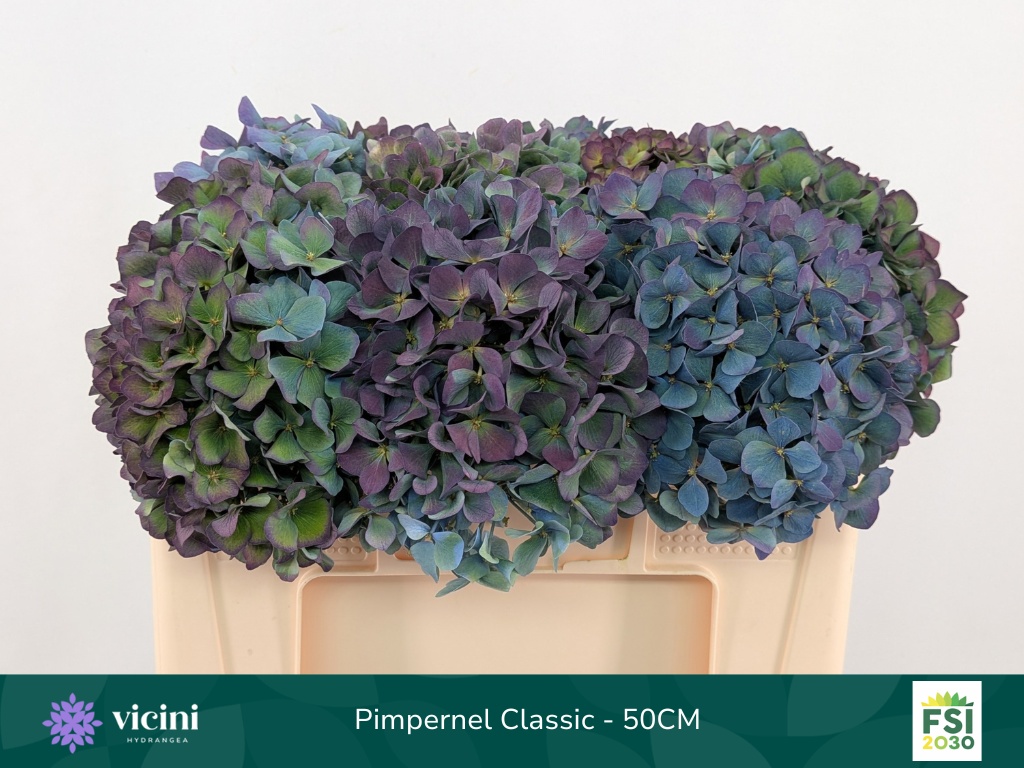 Hydrangea Pimpernel Classic 50cm 18Ø