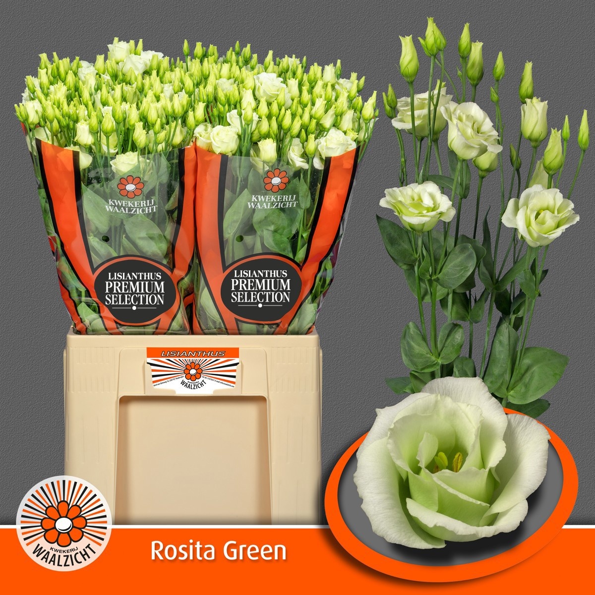 Lisianthus Double Rosita Green 70cm
