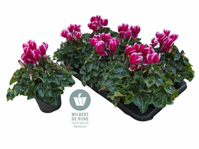 Cycl Md Sup Allure 12P 25H 25Ø Cm 23bloei