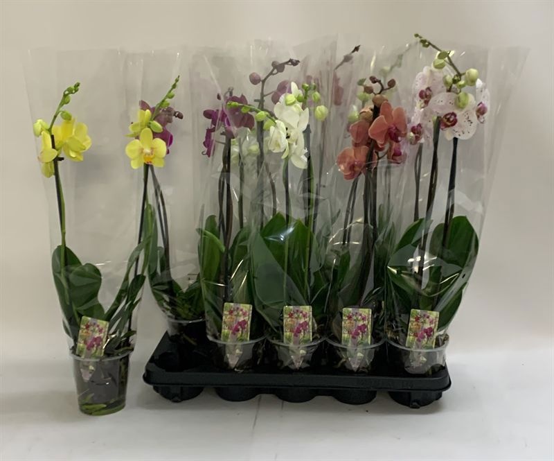 Phal Gem 12P 60H 2TAK 12bloem 12bloei