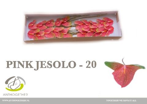 Anth A Pink Jesolo