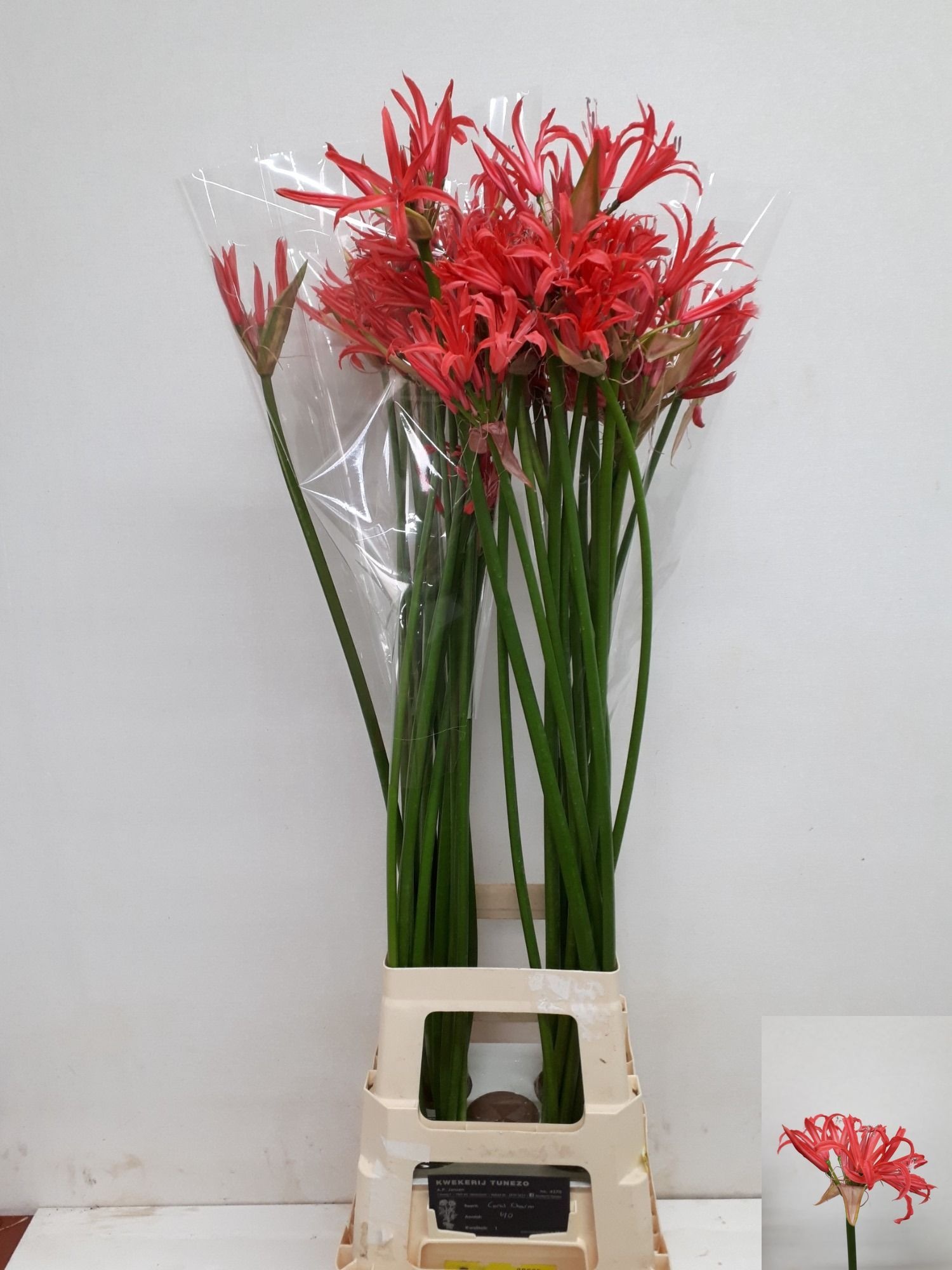 Ne Bo El Coral Charm 80cm