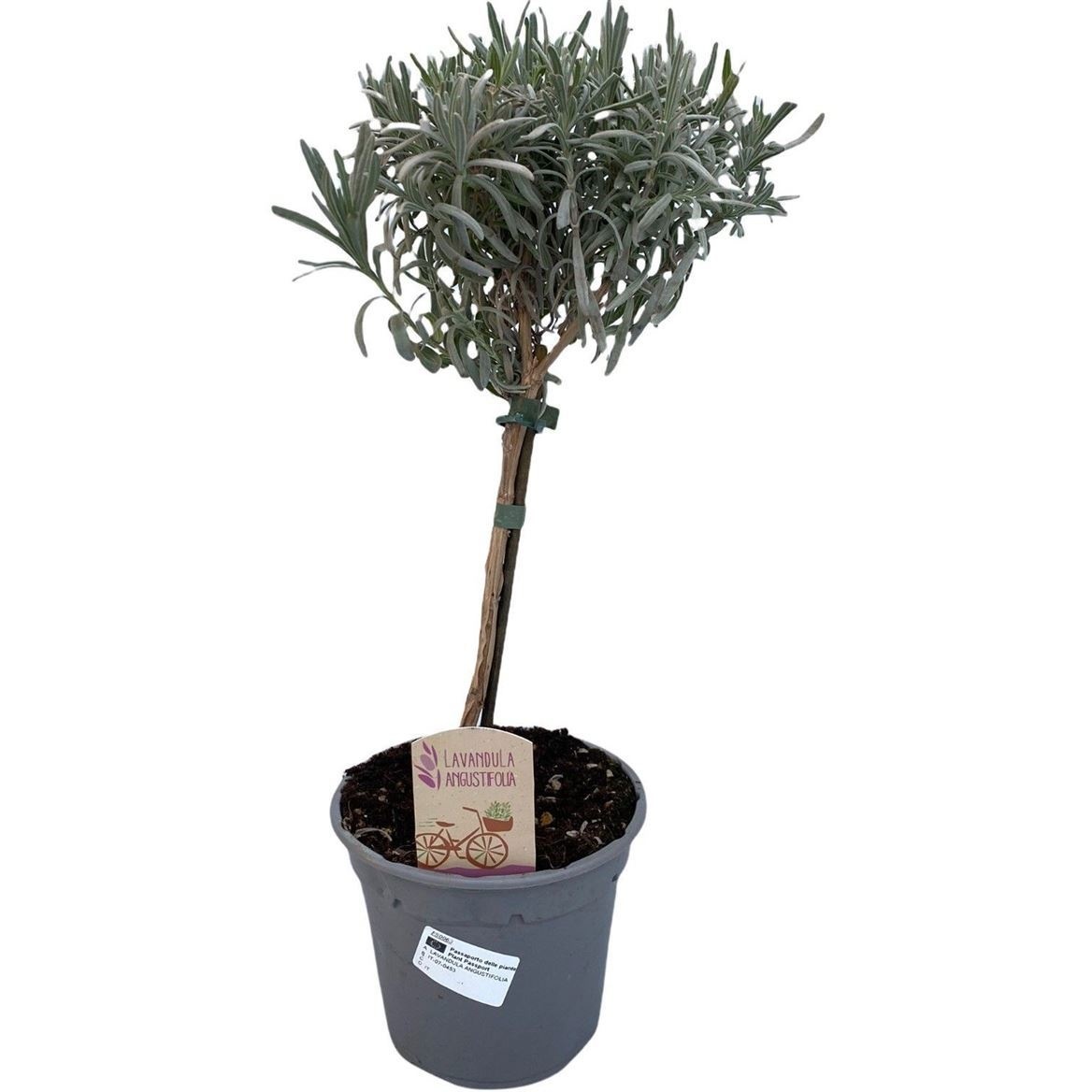Lavan Angustifolia 14P 45H 99bloei