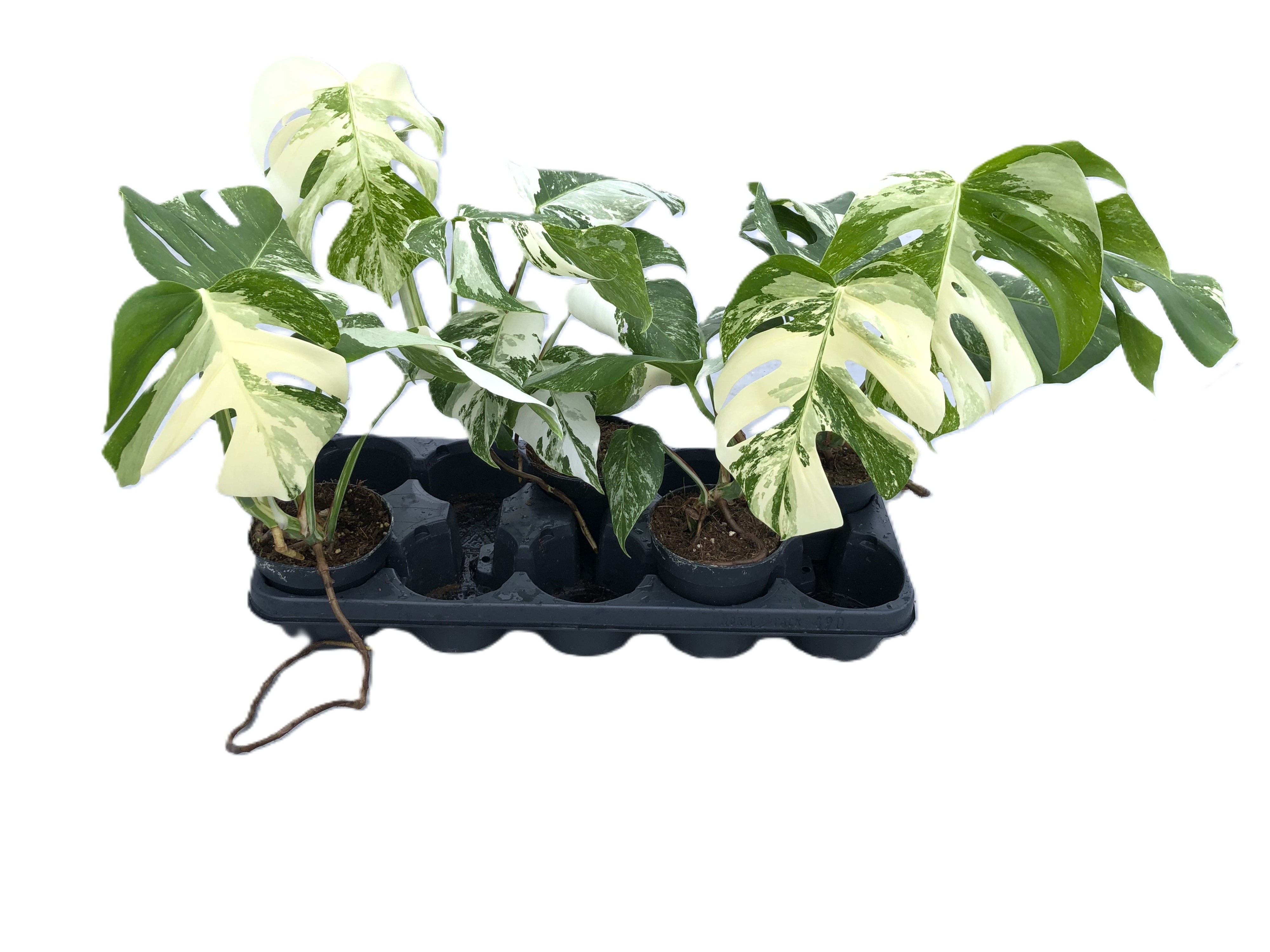 philodendron joepii variegated Philodendron Joepii Mint Variegated main image 0