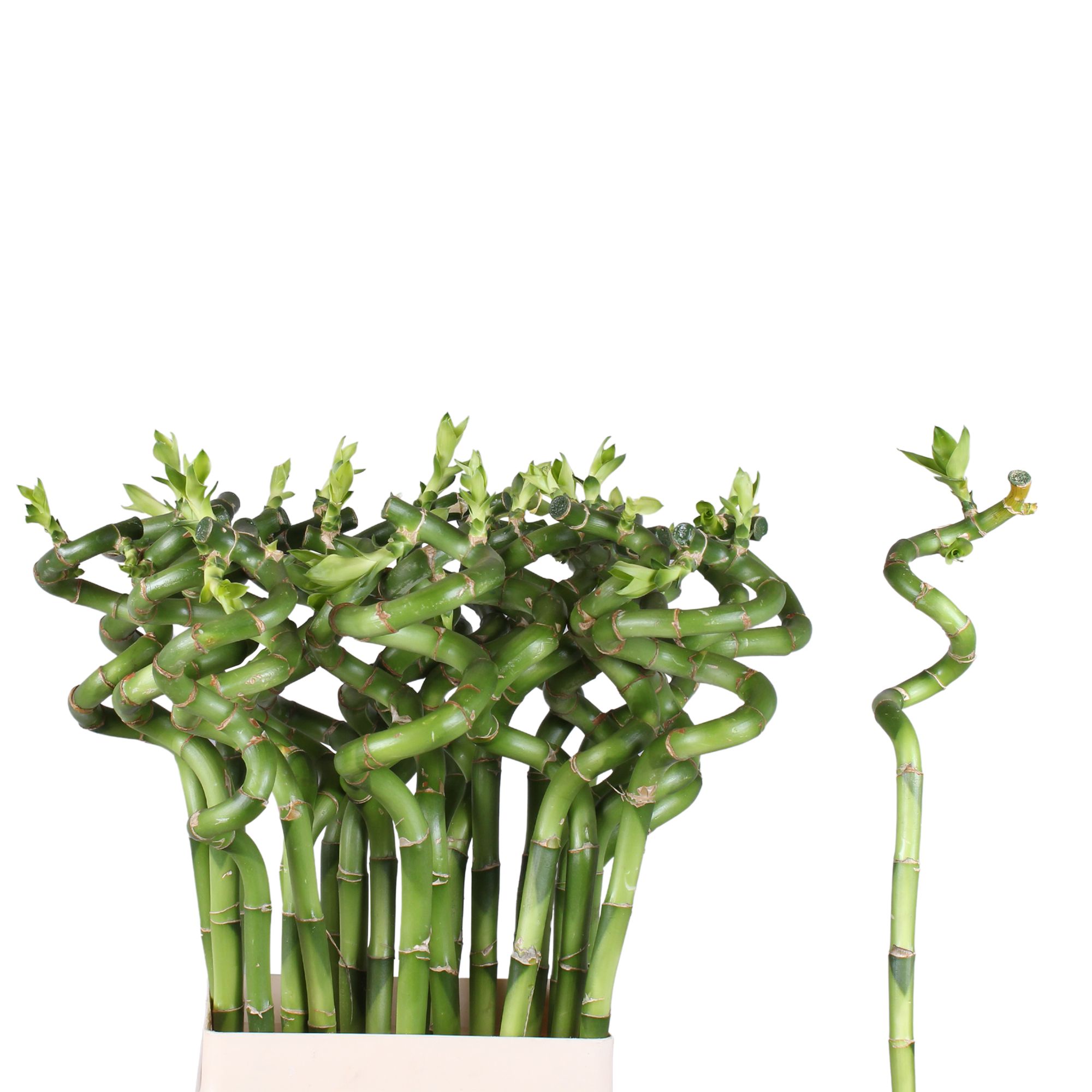 brasil philodendron full size Philodendron Brasil (Philodendron hederaceum)