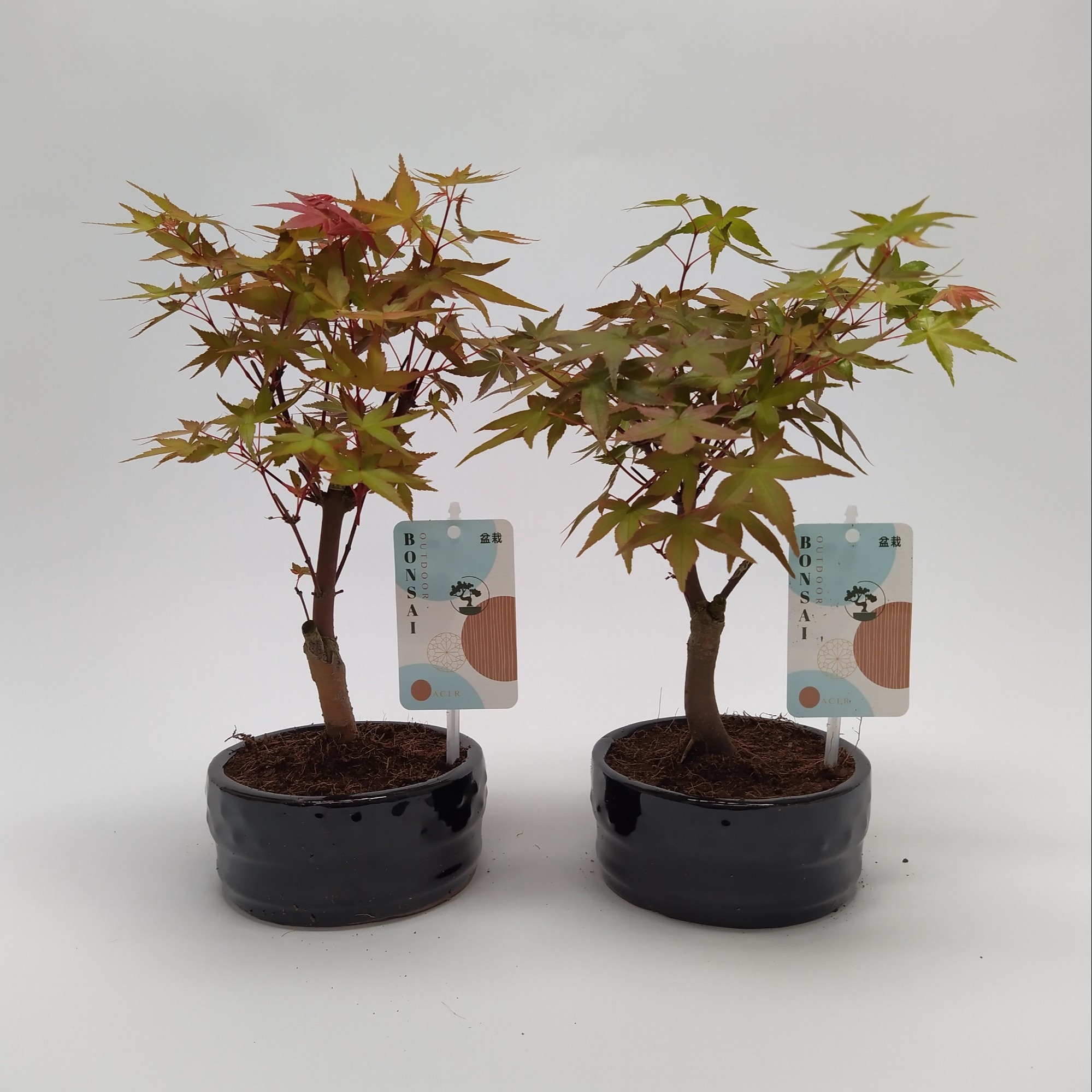 Picture of Bonsai Acer in varieties (outdoor) P12 BONSAI