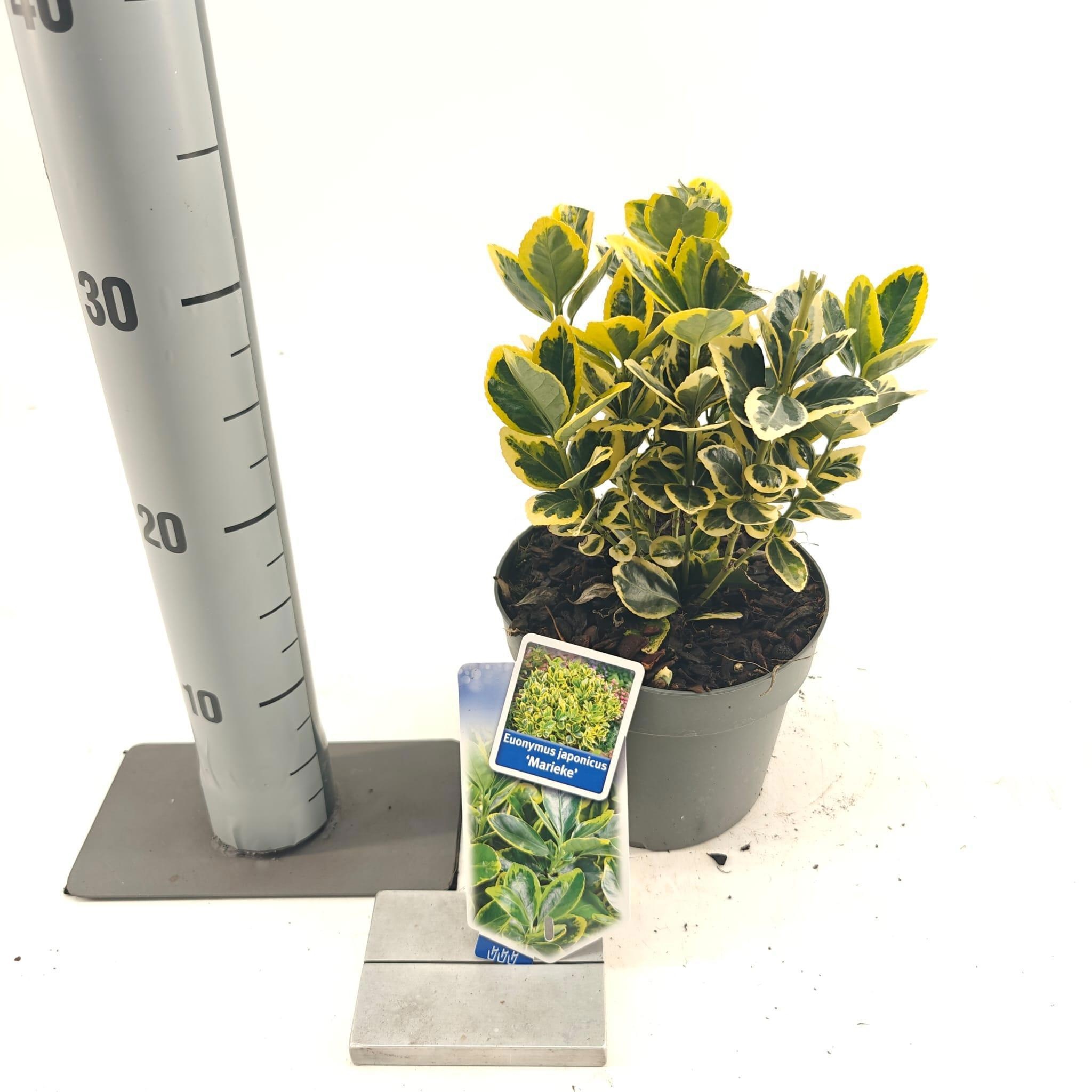 Picture of Euonymus jap. 'Marieke'