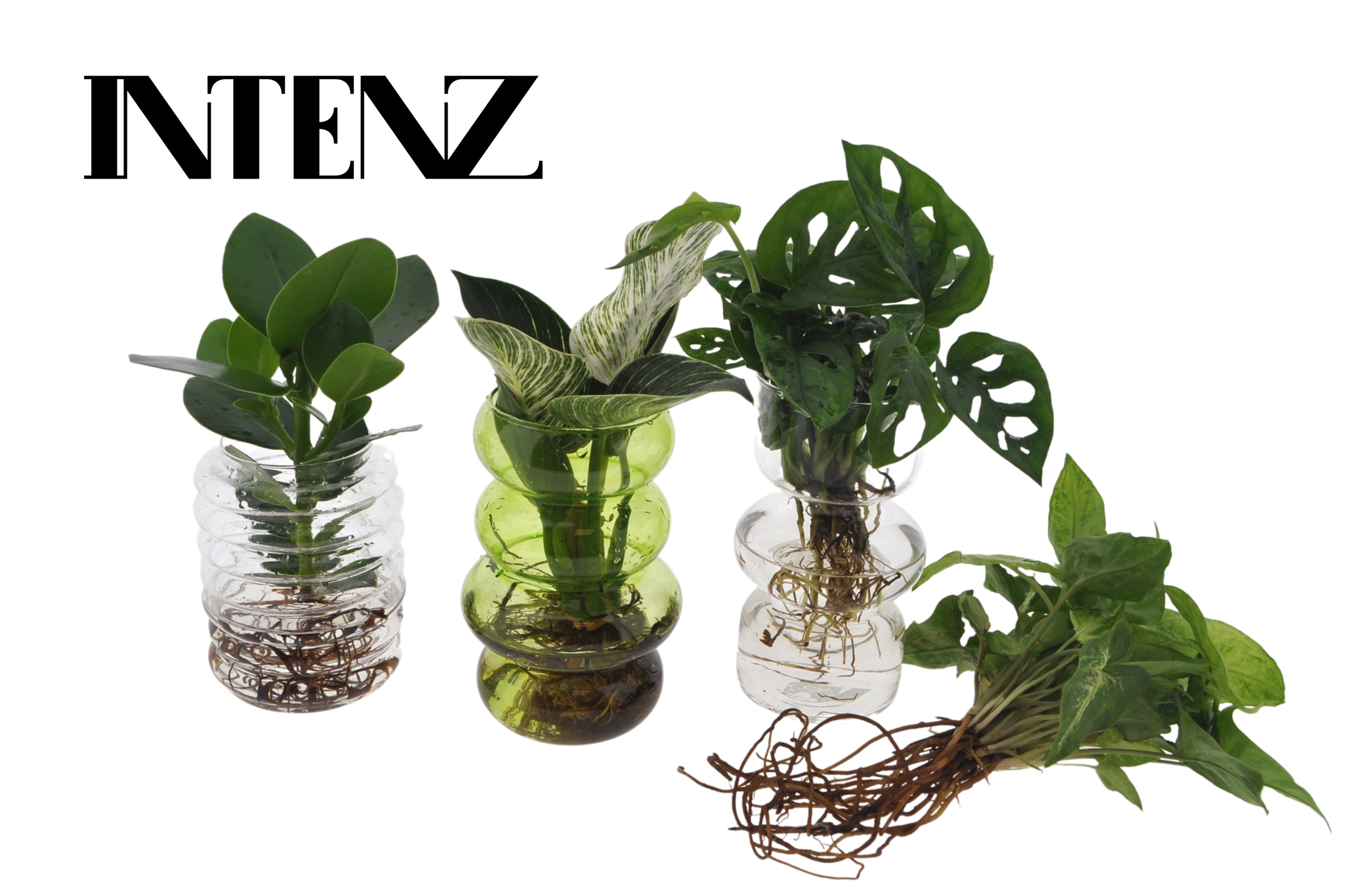 Picture of Hydroponic Intent in Valencia glass P12 25CM