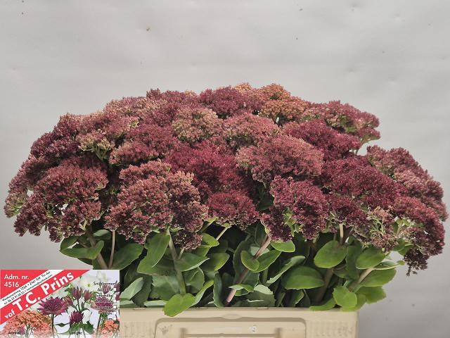 Sedum Mr Goodbud 60cm