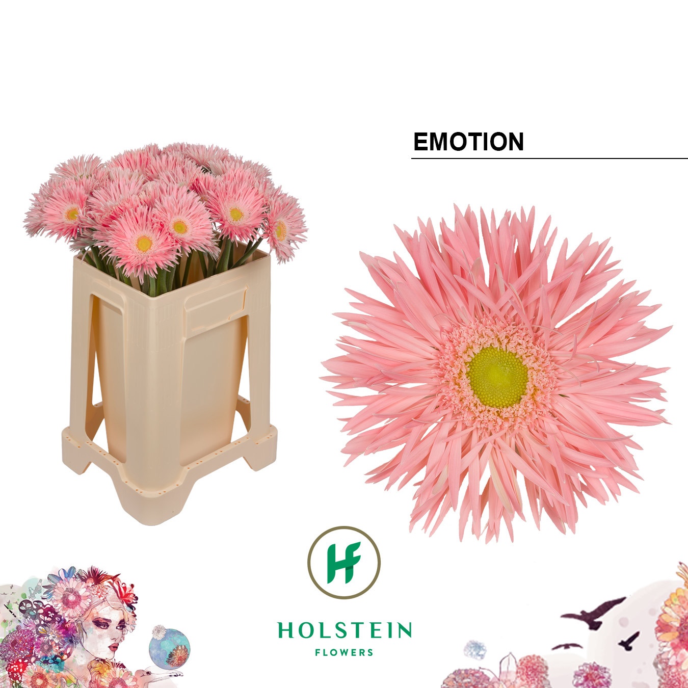 Gerbera Gerspider Emotion