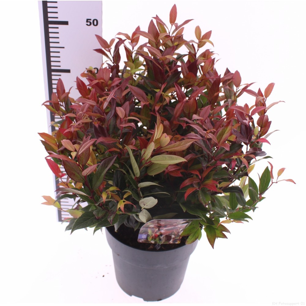 Picture of Leucothoe 'Zeblid'