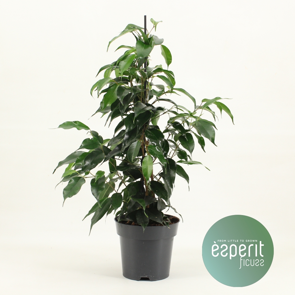 Picture of Ficus benjamina Danielle P14 55CM