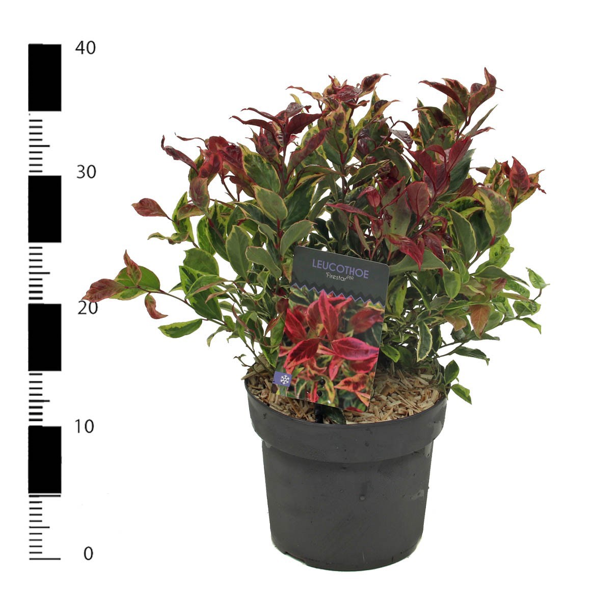 Picture of Leucothoe 'Firestar' PBR