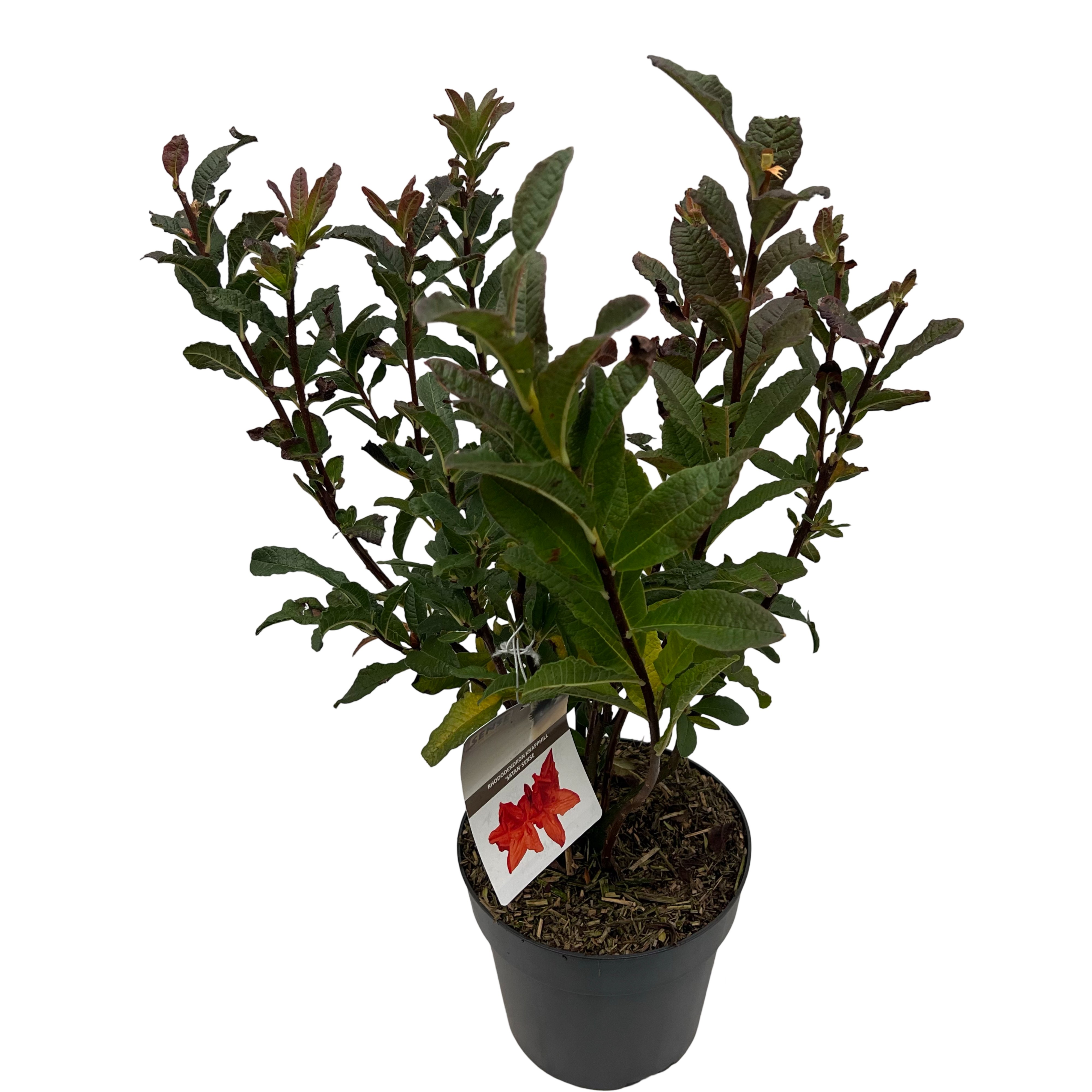 Picture of Rhododendron kna. Satan P23 (5 Ltr) (LOOSE)