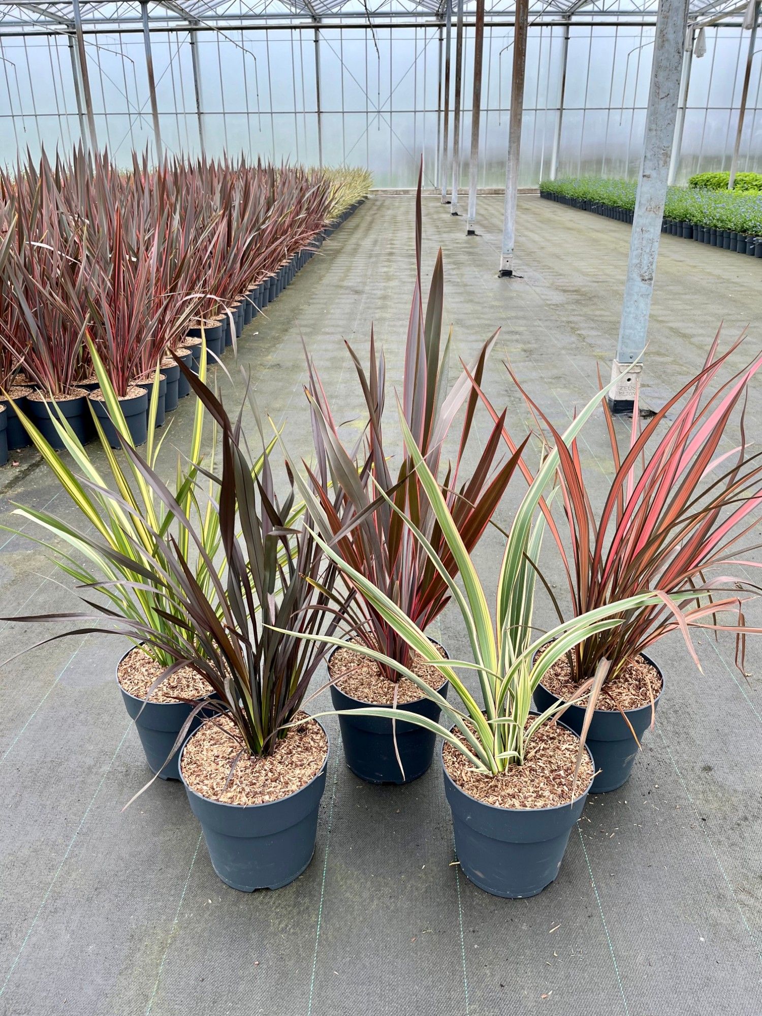 Phormium in soorten