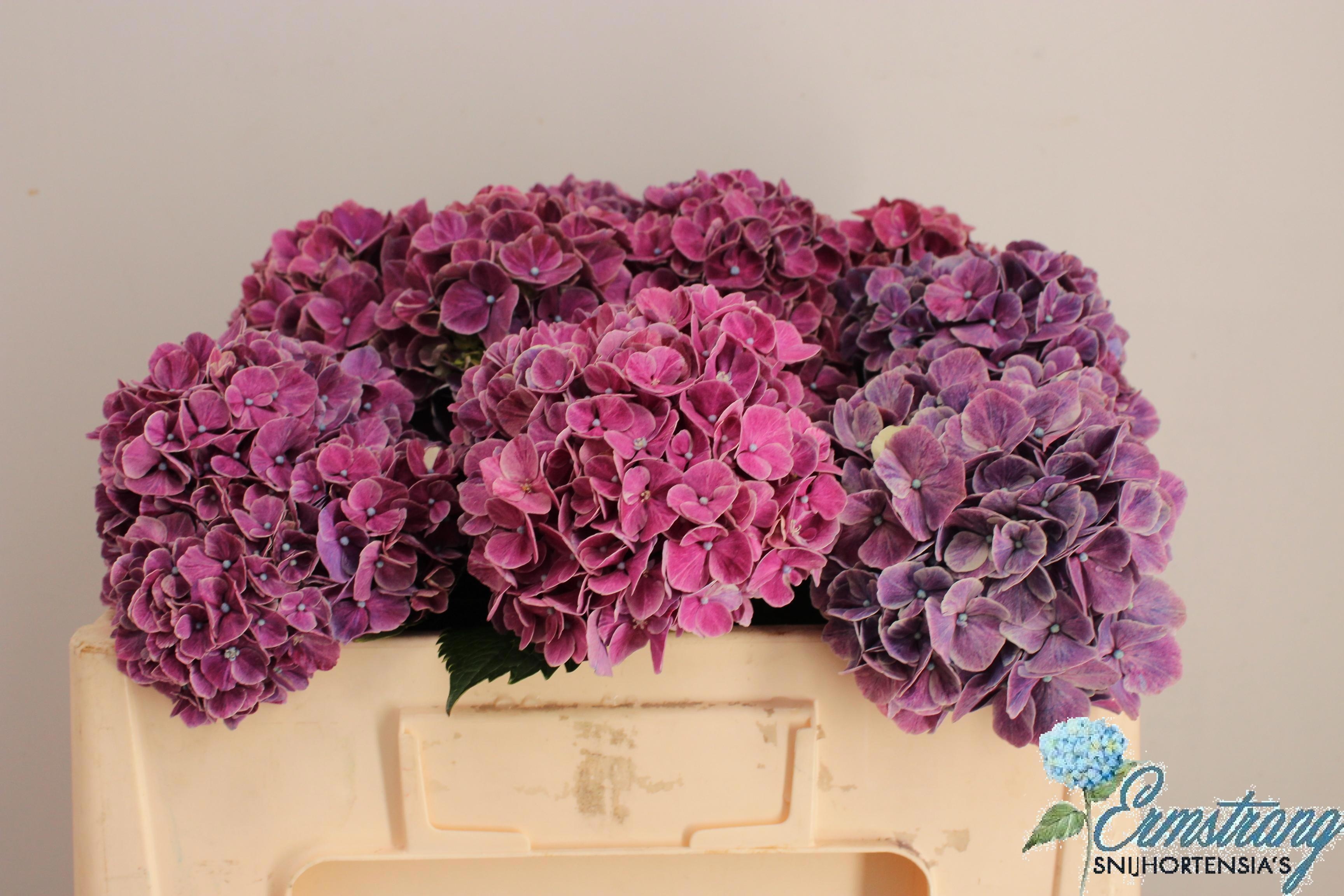 Hydrangea Sweet Ruby 50cm 13Ø