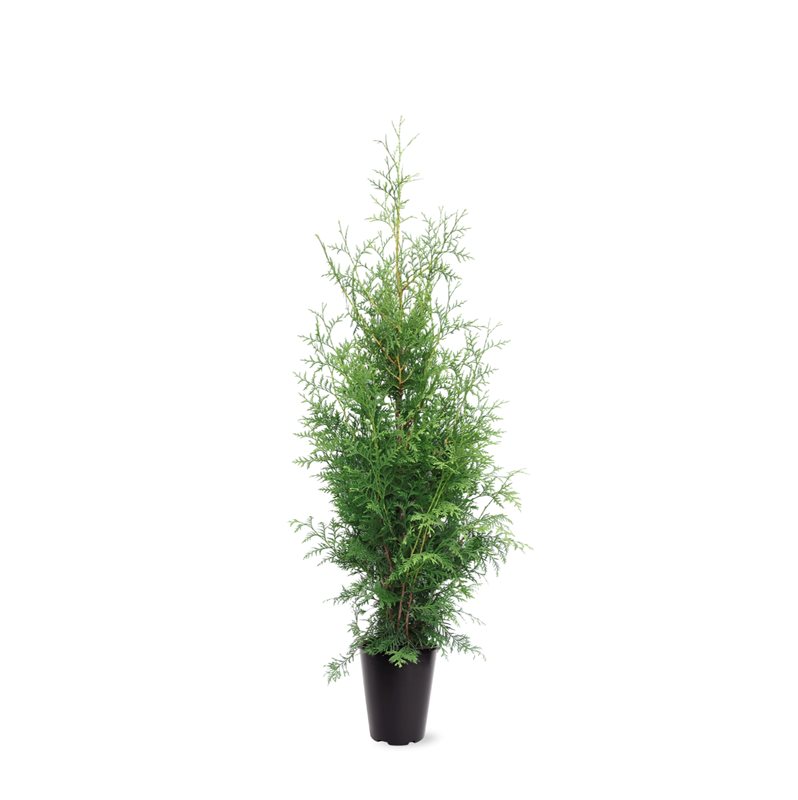 Picture of Thuja occidentalis King of Brabant P21 (4 Ltr) 125CM