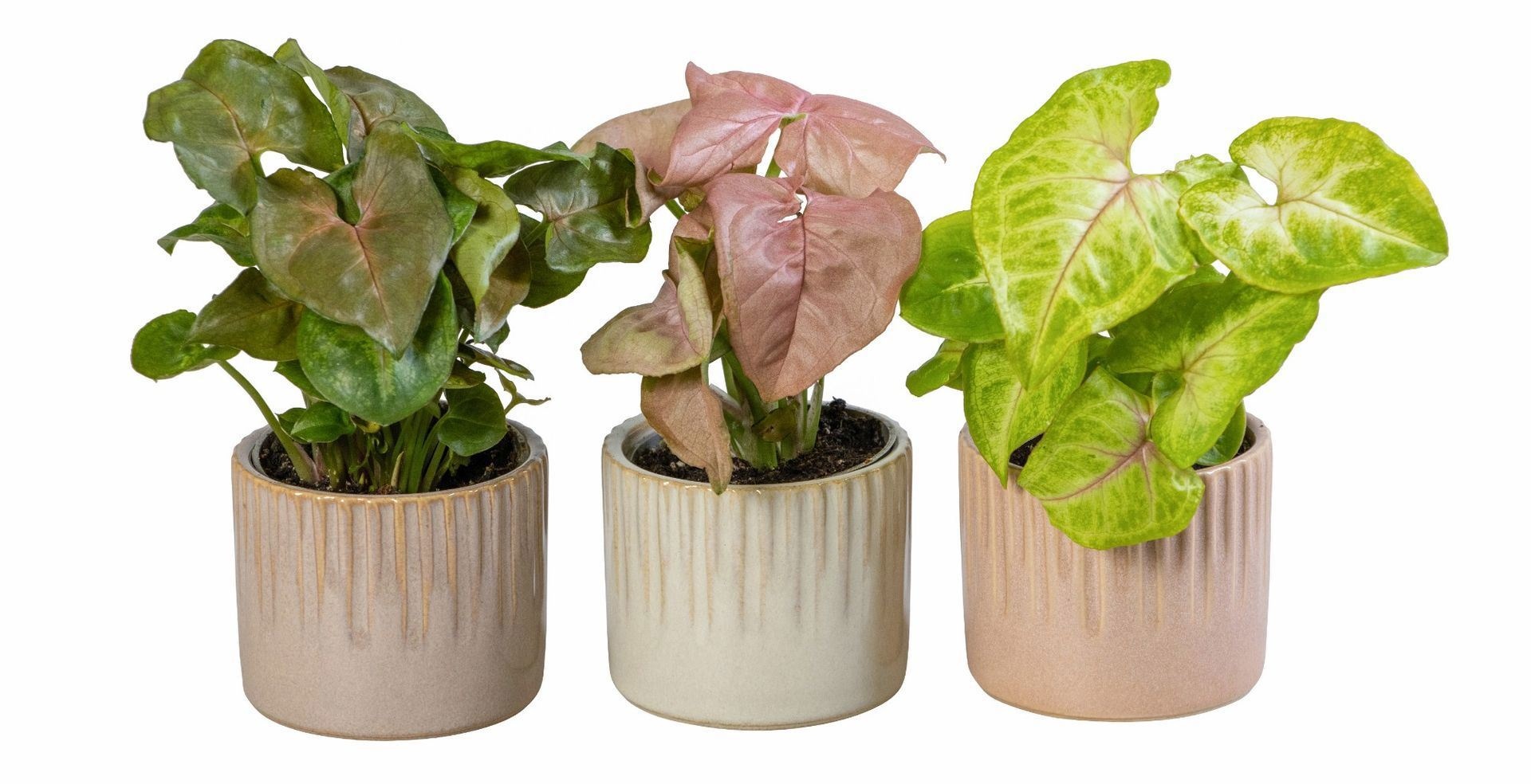 Syngonium L 66021 With Syngonium Mix