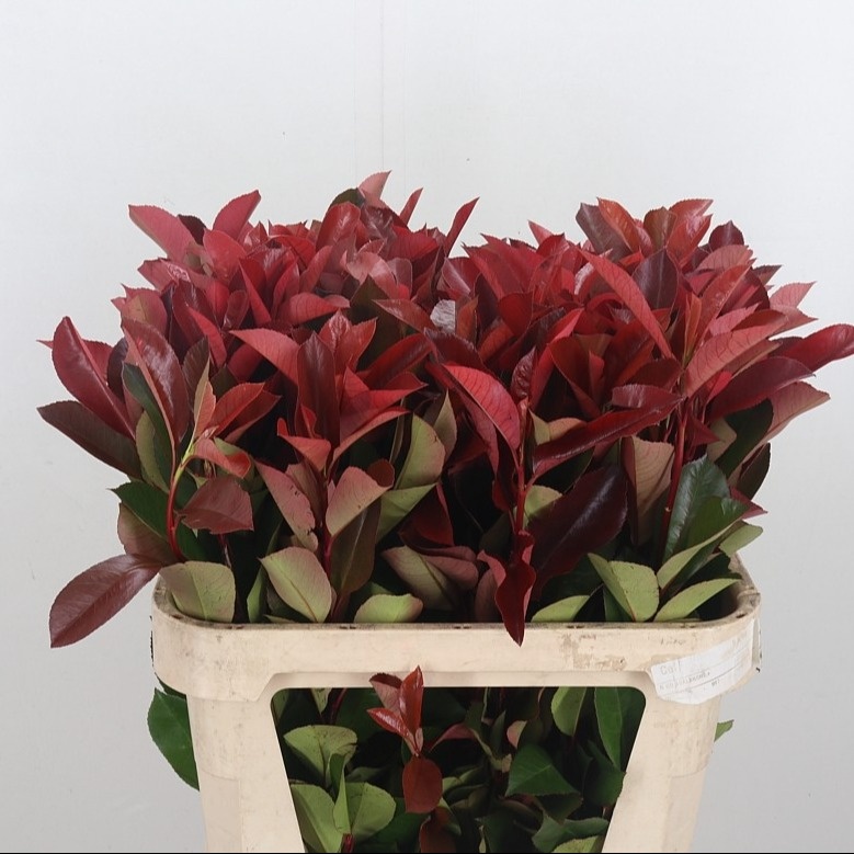 Photinia F Red Robin 80cm