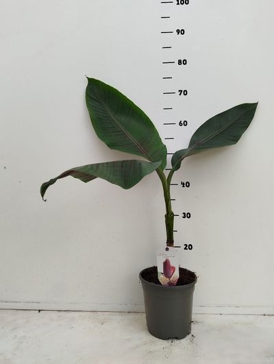 musa mix